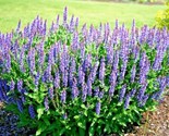 300 Seeds Blue Sage Flower Seeds Wildflower Medicinal Perennial Garden C... - $8.99