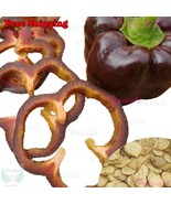 MBK 25 Alabama Black Eye Pole Lima Bean Seeds Fast Ship - $236.91 MXN