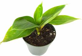 4&quot; Pot Banana Dwarf Patio Plant Live Tree Garden Fruit Outdoor Yard Best Gift - £43.33 GBP