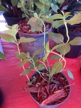 Mint 1 Live Plant In 4” Pot - $7.92