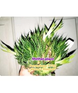 Aloe Aristata Lace Aloe Genus aristaloe baby pup plant one per order - $3.00+