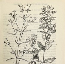 1905 Marsh St John&#39;s Wort Flower Print Pen &amp; Ink Lithograph Antique Art  - $19.99
