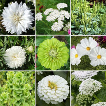 Green With Envy Green White Flowers Butterflies Hummingbirds 500 Seeds F... - £8.07 GBP