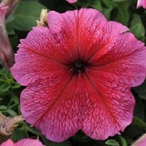 USA SELLER 1000 Pelleted Petunia Seeds Daddy Strawberry Red Flower Seeds - $33.45