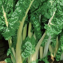 Fordhook Giant Swiss Chard Garden Seeds Vegetable Garden Seeds Fast Ship Fresh S - $14.61