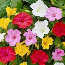 Four O&#39;Clock Mixed Colors Flower Seed Packet Mirabilis Jalapa Fresh Gardening US - £4.51 GBP