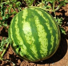 SH Crimson Sweet Watermelon Seeds 25+ Melons Fruit Avg Wt 25 Lbs  - £3.16 GBP