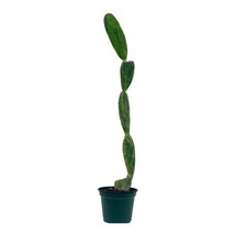 Cochineal cactus, 4 inch Nopalea cochenillifera, Optunia cochenillifer - £14.44 GBP