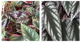 Cissus Discolor False Begonia Vine Plant Pot 3” Mother Gift Aka Queen - £24.77 GBP