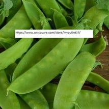 Snow Pea Seeds - Vegetable Seeds - BOGO - £1.57 GBP