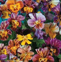 50 Viola Brush Strokes Seeds US Fast Shipping - $4.69