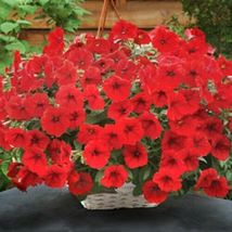 Petunia Pelleted Opera Supreme Red Flower 25 Seeds #MBG02  - $24.17