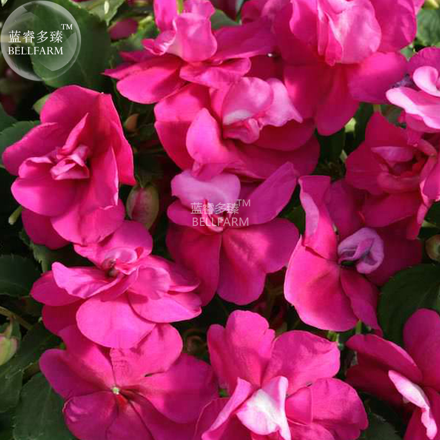 20 Seeds Impatiens Bright Purple Balsam Flower Seeds Purpleviolet Semido... - $3.26