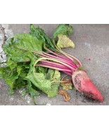 Beet Mangel Seeds 100 Ct Red Mammoth Vegetable NON-GMO SELLER - £2.32 GBP