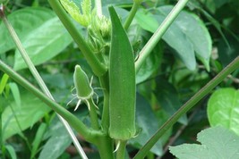 SEPTH 200 Okra Seeds Clemson Spineless Heirloom - Non-GMO - Always Fresh Seeds! - £3.23 GBP