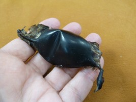 (s800-164) RUSTY CARPET shark egg case casing educational Parascyllium sharks - $21.49