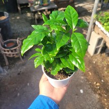 Coffee Arabica 4Inches Pot Plant Coffeae Arabica Arabian cafe live Plant - $240.75 MXN