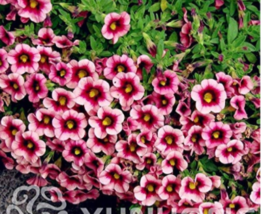 NEW 100 pcs Mini Calibrchoa Million Bells Petunia Seeds - Pink Dark Rose Red Bi- - £6.69 GBP