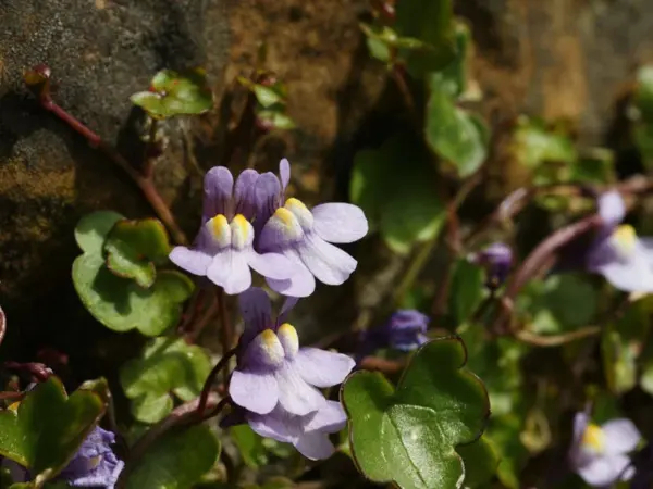 Top Seller 100 Kenilworth Ivy Ivyleaved Toadflax Cymbalaria Muralis Vine... - $14.60