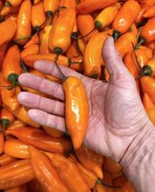 25 Aji Amarillo Peppers seeds HOT Easy to Grow Vetetables Seeds  - £10.77 GBP