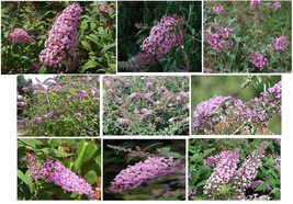 Butterfly Bush Pink Delight Sweet Smelling Butterfly Bush Shrub 100 Seeds - £7.15 GBP