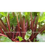 Victoria Rhubarb   Small bareroot Crown Roots - Free Shipping! - €13,71 EUR+