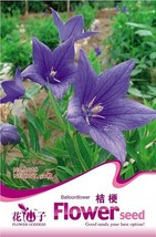 New Fresh 1 Pack Approx 50 Seeds / Pack Patycodon Grandiflorum Seeds Bal... - $3.72
