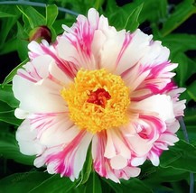 20 Seeds Paeonia Lactiflora Bonsai Heirloom Tree Peony Plant Hardy Peren... - $20.04 CAD