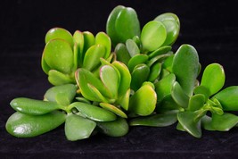 Yubonzai 8 Fresh Healthy Crassula Ovata Succulent Cuttings - Jade Plant - $260.77 MXN