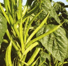 50 Seeds Cluster Beans Seeds Gawarguarguvar Gokarakayakotthavarai Kotham... - $11.99