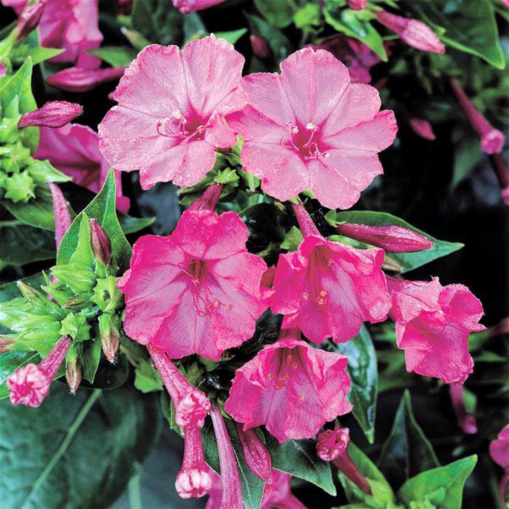 Four O'clock, Pink Trumpet Seed, 500 Seeds Organic, Vivid Pink Flower, 4 O'clock