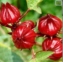 FROM US Live Plant 8”-12” Hibiscus sabdariffa (Roselle / Flor de Jamaica) TP15 - £60.26 GBP
