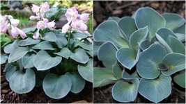 Live Plant - Blue Mouse Ears Hosta - Established Roots - 1 Plant in a 2.... - $64.99