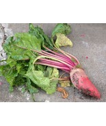Beet Mangel Seeds 100 Ct Red Mammoth Vegetable - $8.98
