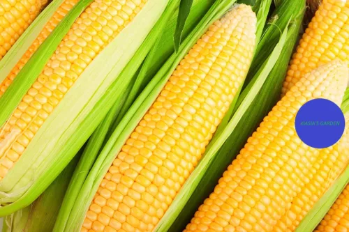 Septh Corn Seeds - Kandy Korn Hybrid - NON-GMO Vegetable Gardening 100 Seeds - $12.78