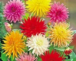 300 Seeds Giant Cactus Zinnia Mix Seeds Summer Flowering Annual Cut Flowers - $8.99