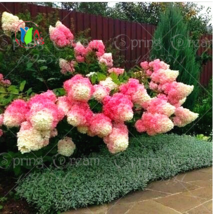 50 Seeds/ bag Strawberry Vanilla Hydrangea Flower Seeds for Growing Flowers - £23.12 GBP