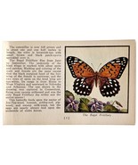Regal Fritillary Butterfly 1934 Butterflies Of America Insect Art PCBG14C - €17,22 EUR