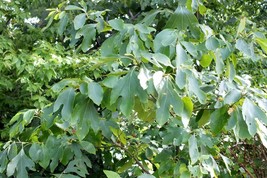 Sassafras Albidum Sassafras Tree 5 Seeds Fresh USA Fast Shipping - £12.05 GBP