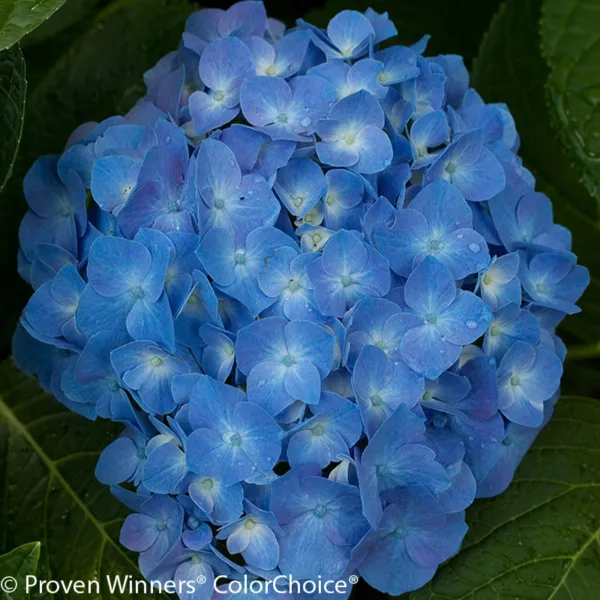 Lets Dance Blue Jangles Hydrangea Starter Plant Blooms From Blue Violet ... - $53.98
