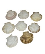 Scallop Baking Shells France Set of 8 Cuisine Crafts Decor - $405.98 MXN