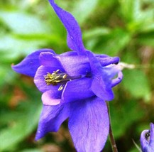 100 Purple Columbine Aquilegia Vulgaris Flower Seeds   - £13.29 GBP