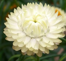 Strawflower Vintage White-Paper Daisy * 50 Seeds - Pure White - Everlasting! - £3.15 GBP