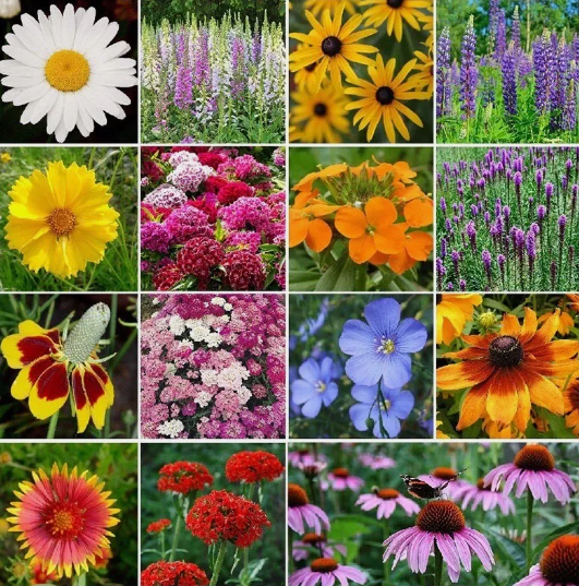 LD 1000 Wildflower Mix Seeds  All Perennial Attracts Bees Fast Shipping - $7.99