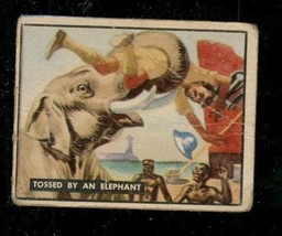 1950 Topps Card Bring Em Back Alive Tossed By An Elephant Homeward Bound #91 - £3.88 GBP