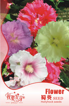 Fresh 1 Pack 40 Seeds / Pack Mix Hollyhock Flowers Perennial Althaea Rosea Alcea - £8.13 GBP