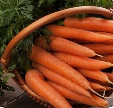 500+ Danvers 126 Carrot Seeds - Non GMO-Open Pollinated-Organic - $9.00