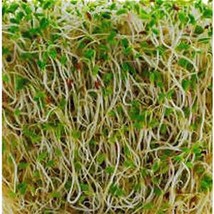 Organic Alfalfa Sprouting Seed, NON GMO - 14 Oz -Country Creek LLC Brand - High  - $21.24