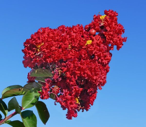 Primary image for 35 Red Crepe Myrtle Crape Tree Shrub Lagerstroemia Indica Flower Seeds Fresh