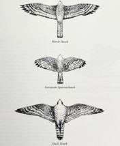 Hawks Owls Underside Patterns Art Print Birds Of Prey Vintage Nature 197... - $24.99